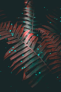 close up photography of green fern plant with red LED light, pink fern plant HD wallpaper