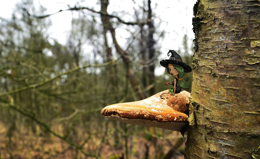 mushroom, tree, agaric, mushrooms, tree bark, elves bench, plant HD wallpaper