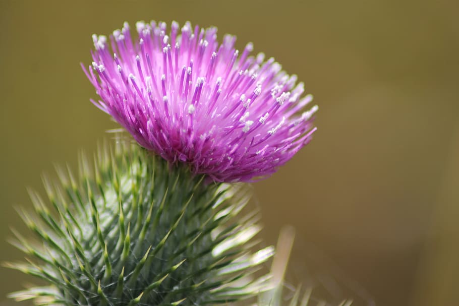 thistle, bloom, flower, wild, natural, sharp, plant, flowering plant HD wallpaper