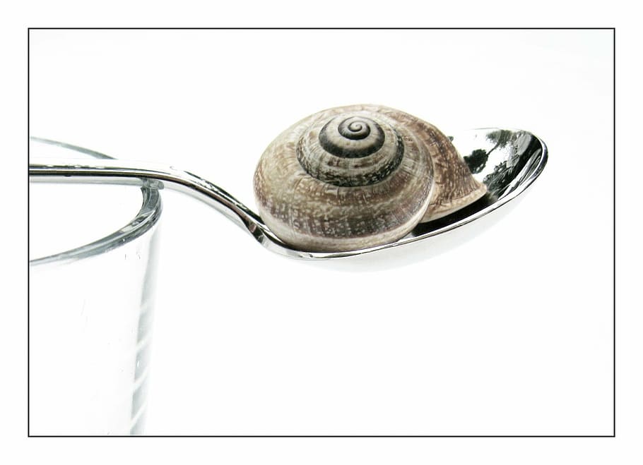 snail, shell, animal, mollusk, close, snail shell, still, still life HD wallpaper