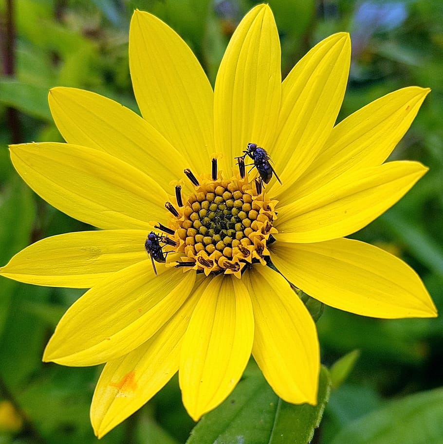 flower, nature, flora, summer, petal, perennial, pollen, blooming HD wallpaper