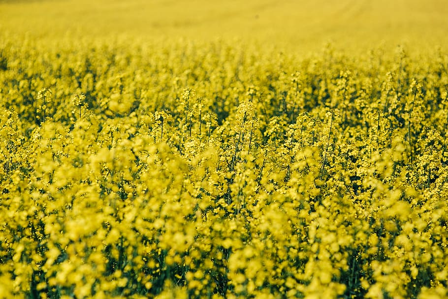 Rape field on a sunny day, summer, flower, yellow, background