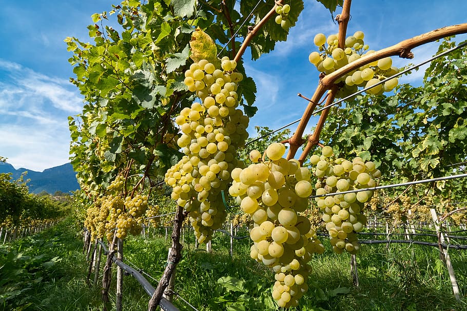 grape, grapes, fruit, vine, winegrowing, grapevine, plant, growth, HD wallpaper