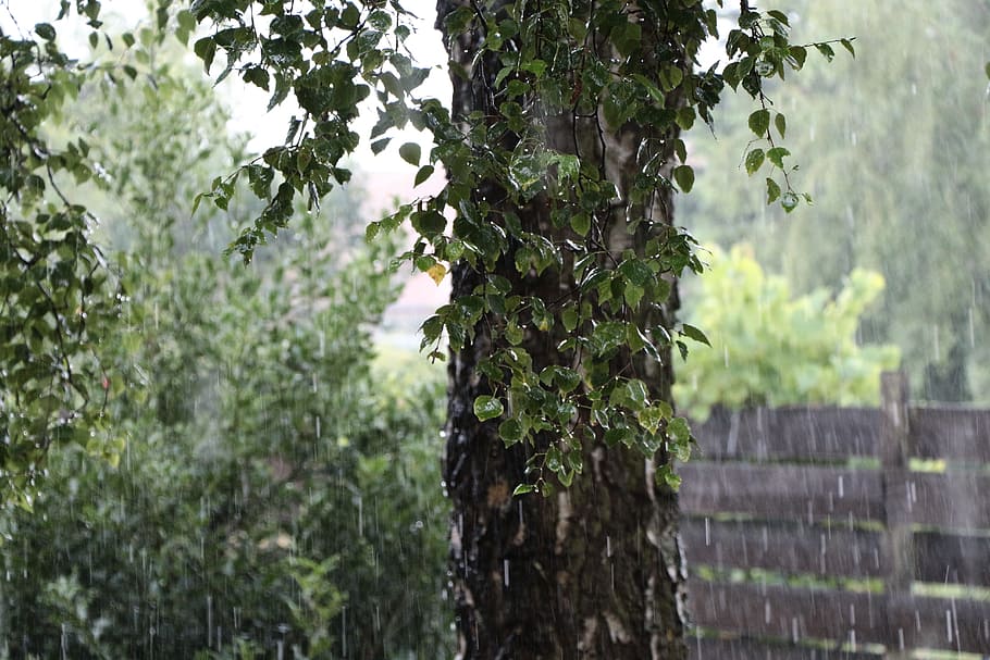 rain, birch, tree, nature, raindrop, drip, wet, tribe, log HD wallpaper