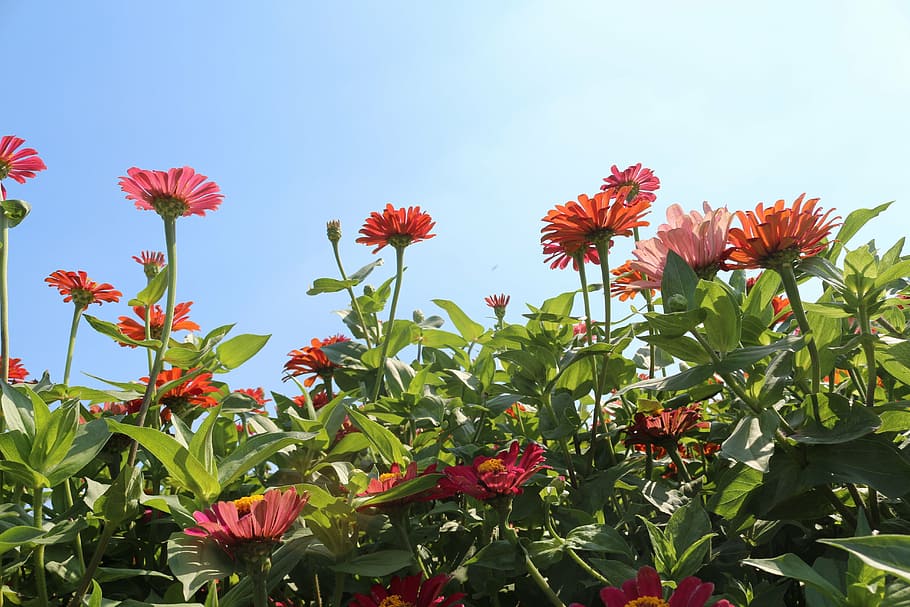 flowers, red, cornflower, flowering plant, beauty in nature HD wallpaper