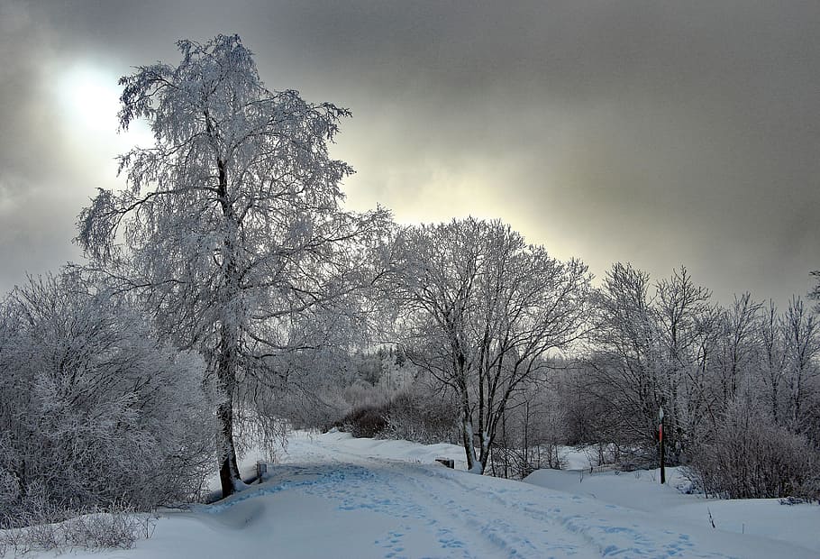 Winter, Snow, Wintry, Snowy, Tree, back light, forest, landscape HD wallpaper