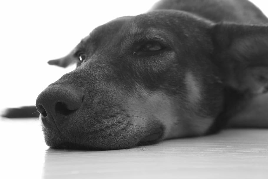 Dog, Animal, one animal, pets, domestic animals, animal themes HD wallpaper