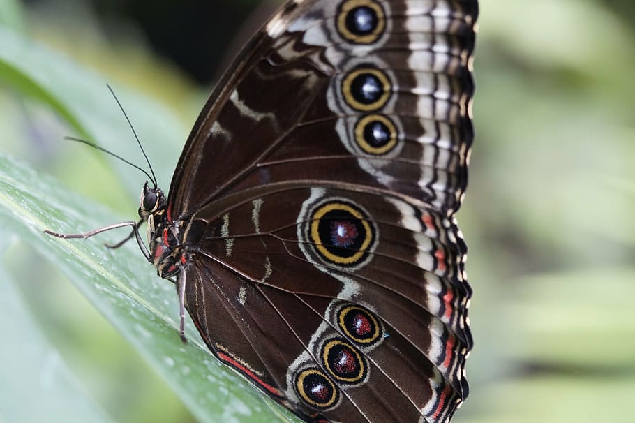 blue morpho, butterfly, rainforest, morpho peleides, close HD wallpaper