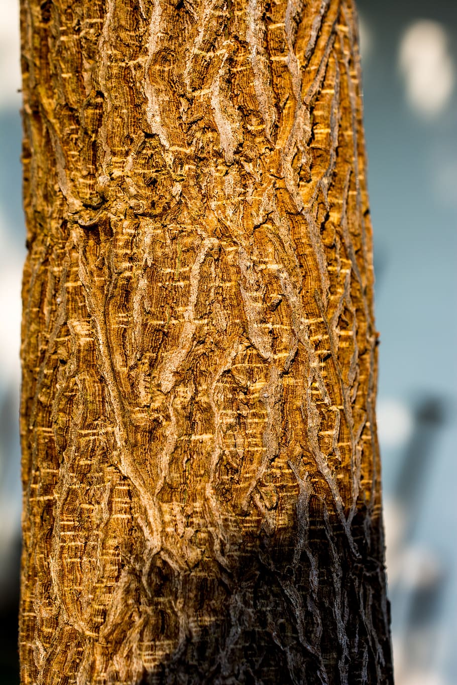 Tree, Log, Bark, close-up, tree trunk, no people, focus on foreground HD wallpaper