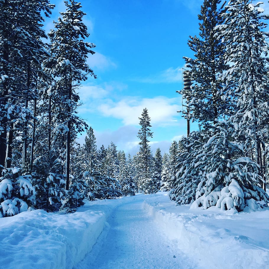 winter, snow, trees, nature, cold, blue, frost, white, sky HD wallpaper