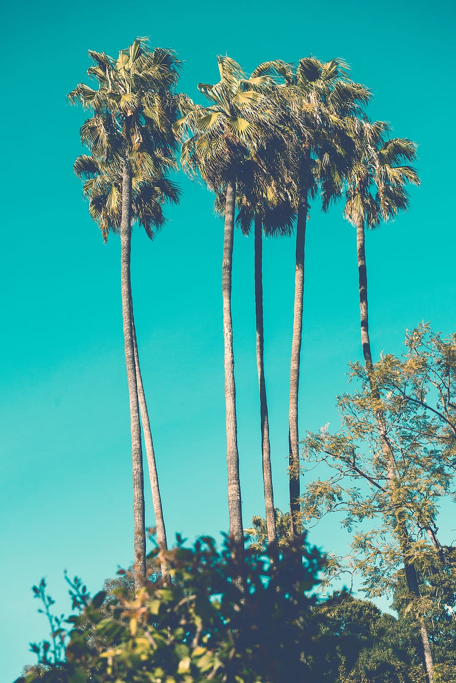five green-and-brown palm trees, photo of coconut trees, green leaves HD wallpaper