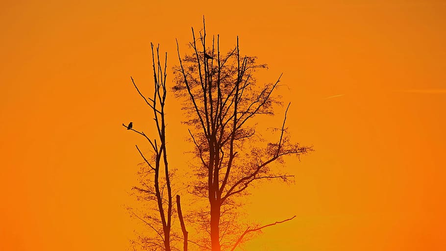 sunset, sky, tree, poplar, abendstimmung, evening sky, afterglow HD wallpaper