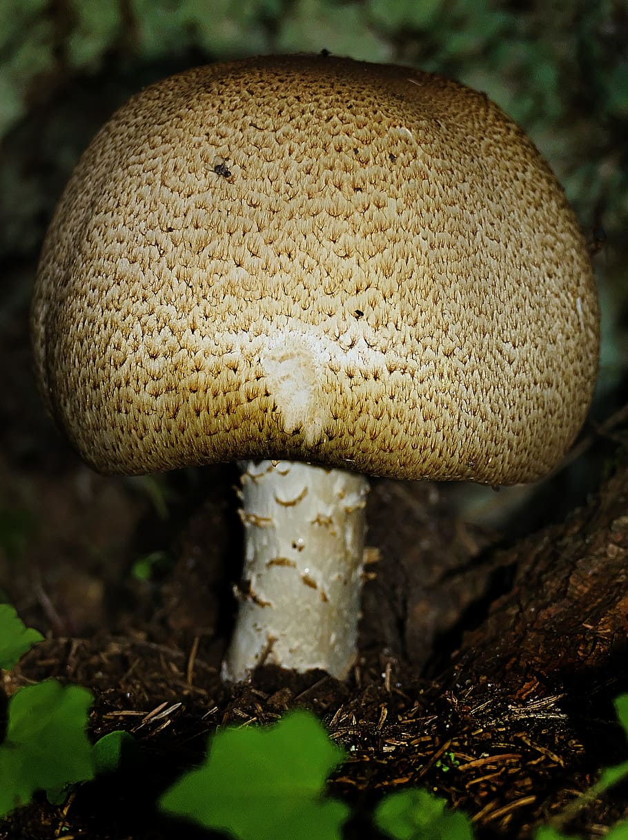 mushroom, forest, moss, forest floor, autumn sun, close, close up HD wallpaper