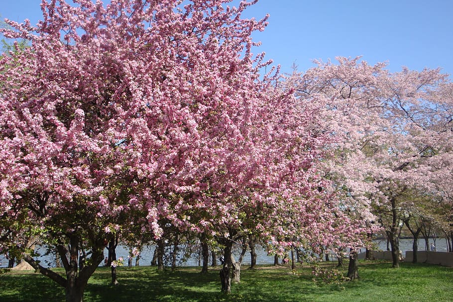 Cherry Blossom, Tree, cherry blossoms, spring, pink, japanese HD wallpaper