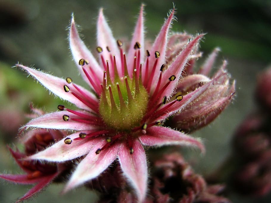 flower, macro, the sapling, pink, rockery, the sapling macro HD wallpaper