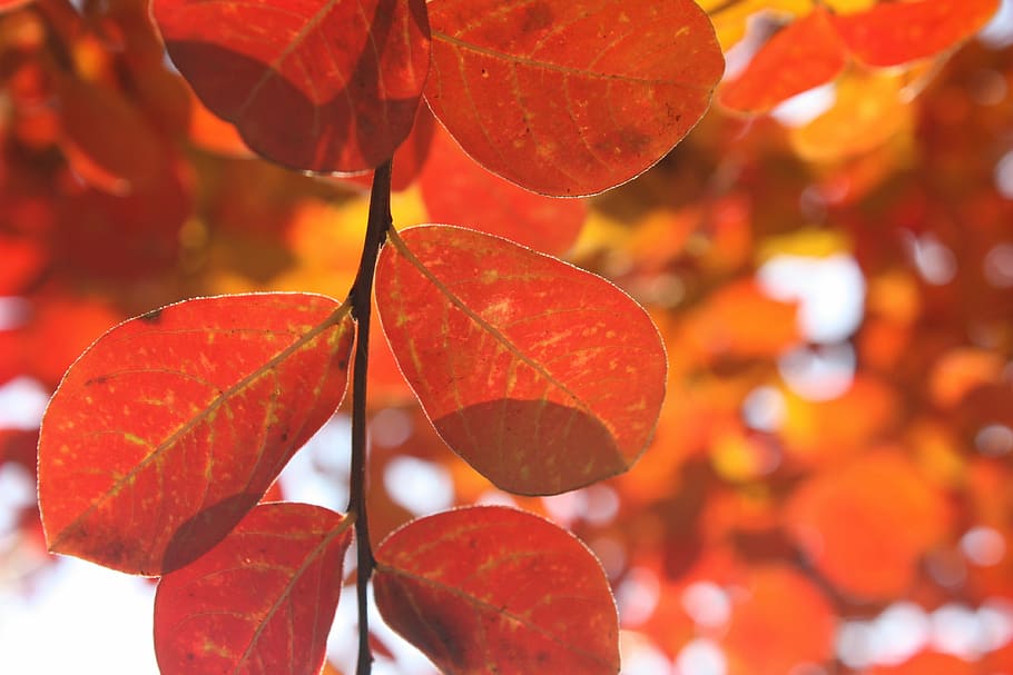 leaves, autumn, red, tree, plant part, leaf, change, close-up HD wallpaper