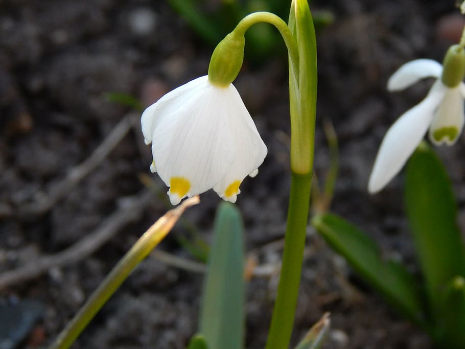 spring, sun, heat, flower, flowering plant, beauty in nature HD wallpaper
