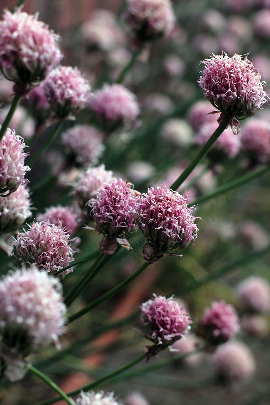 Chives, Flourished, Withered, Old, Faded, edible, eat, flower HD wallpaper