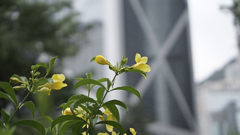 flower, leaf, bank of china tower, hong kong, plant, growth, HD wallpaper