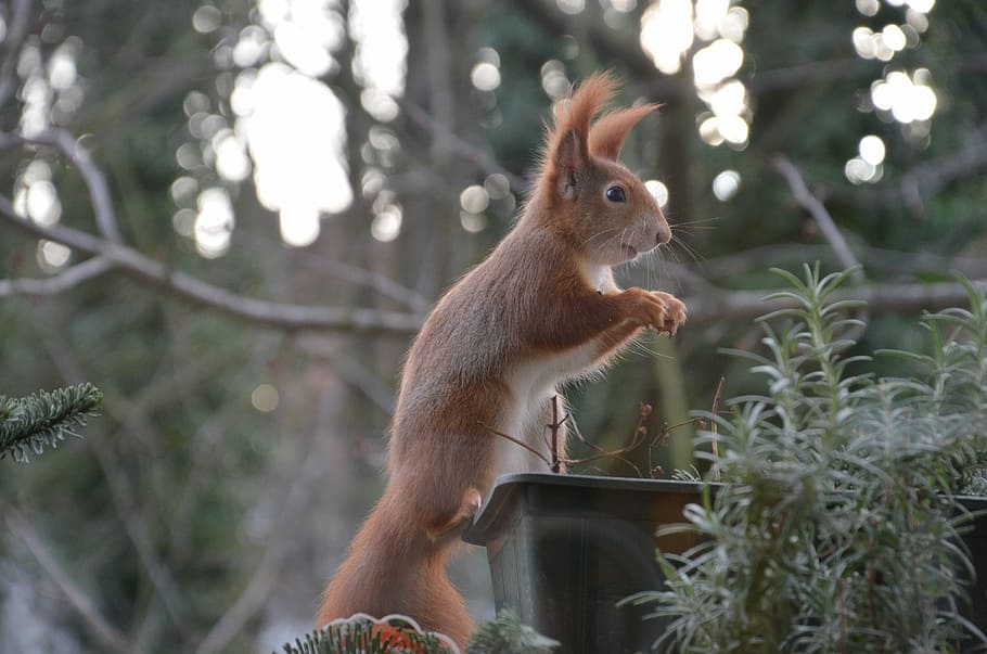 Squirrel, Animals, Nature, Nager, Fur, cute, tree, animal wildlife HD wallpaper