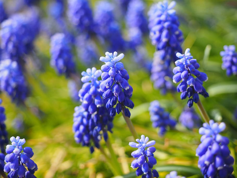 muscari, flowers, blue, common grape hyacinth, ornamental plant, HD wallpaper