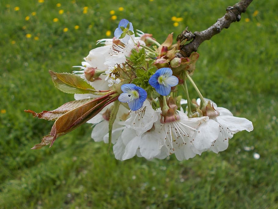 Spring Blossoms, Cherry Blossoms, flowers, close, white blossom HD wallpaper