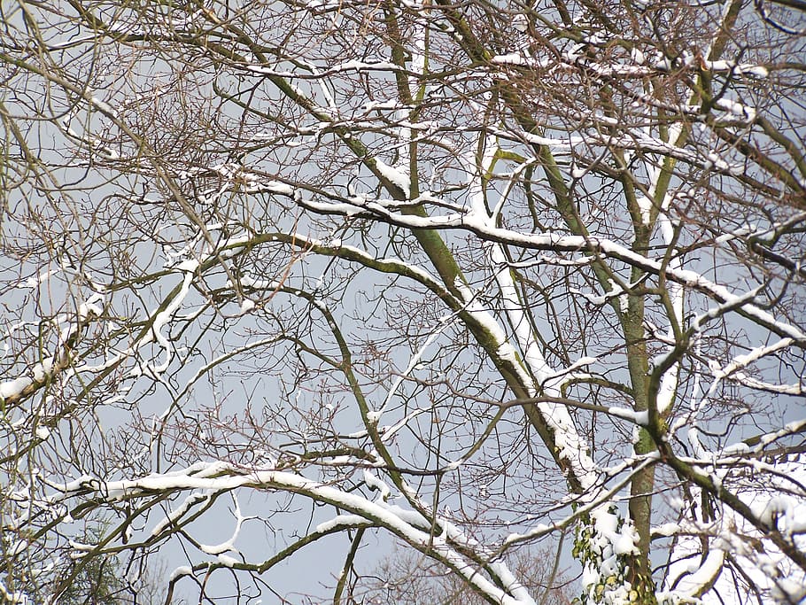winter, winter forest, trees, snow, snowfall, after, wintry HD wallpaper