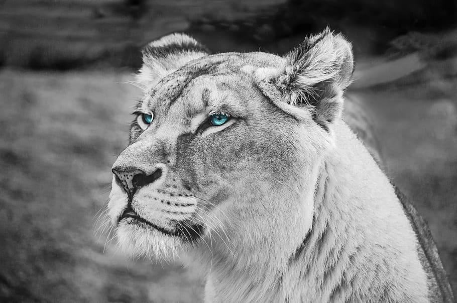 grayscale photo of tiger, portrait, mammal, tawny, lion, feline