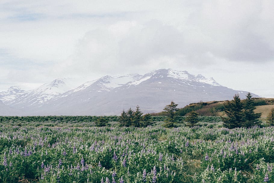 green grass field near snow-capped mountain, nature, trees HD wallpaper