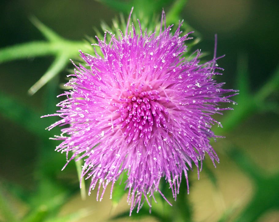 thistle, bloom, flower, weed, plant, natural, flora, blossom HD wallpaper