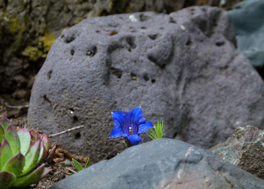 Volcanic, Rock, Blue, Enzian, Alpine, blue enzian, flower, mountain, HD wallpaper