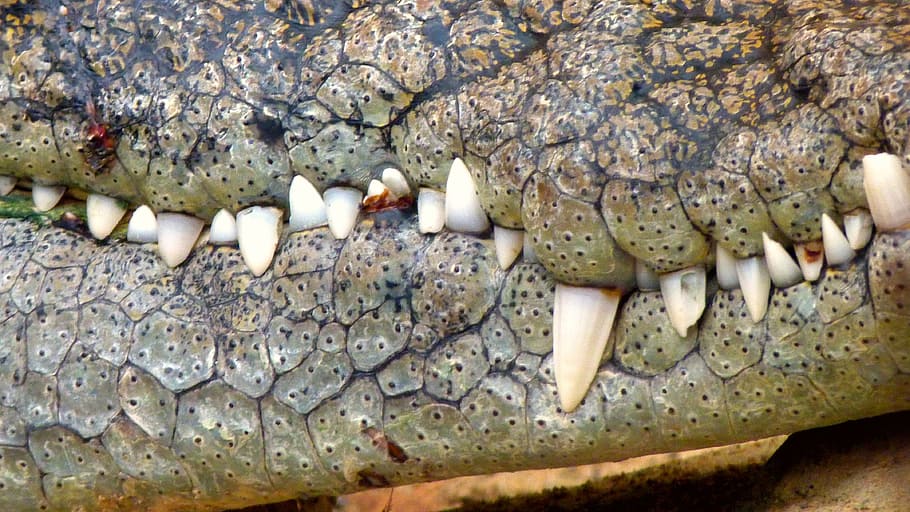 photography of crocodile's teeth, jaw, shot, close, dangerous