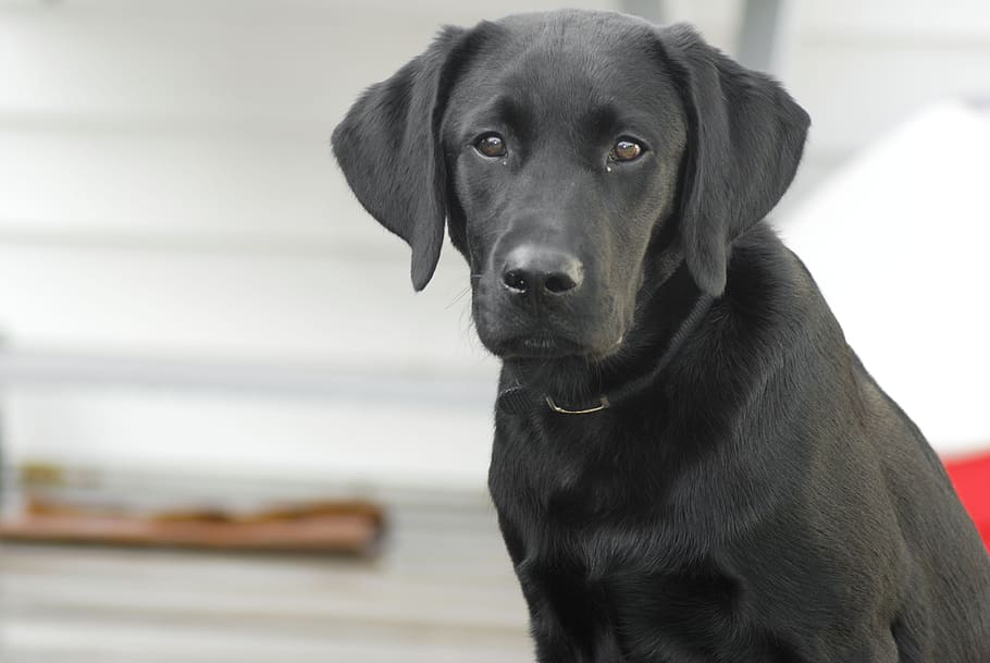 short-coated black dog, labrador retriever, black lab, pet, animal, HD wallpaper