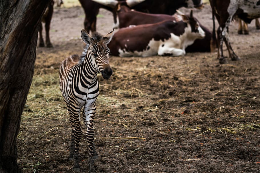 Zebra standing near tree, foal, cow, wildlife, field, straw, mud, HD wallpaper