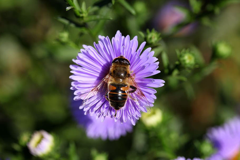 bee, flower, mov, insecta, pollination, flowering plant, purple HD wallpaper