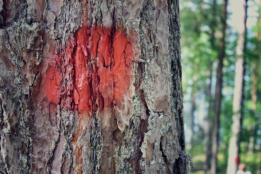 tree, red, marked tree, nature, close-up, summer, trunk, tree trunk HD wallpaper