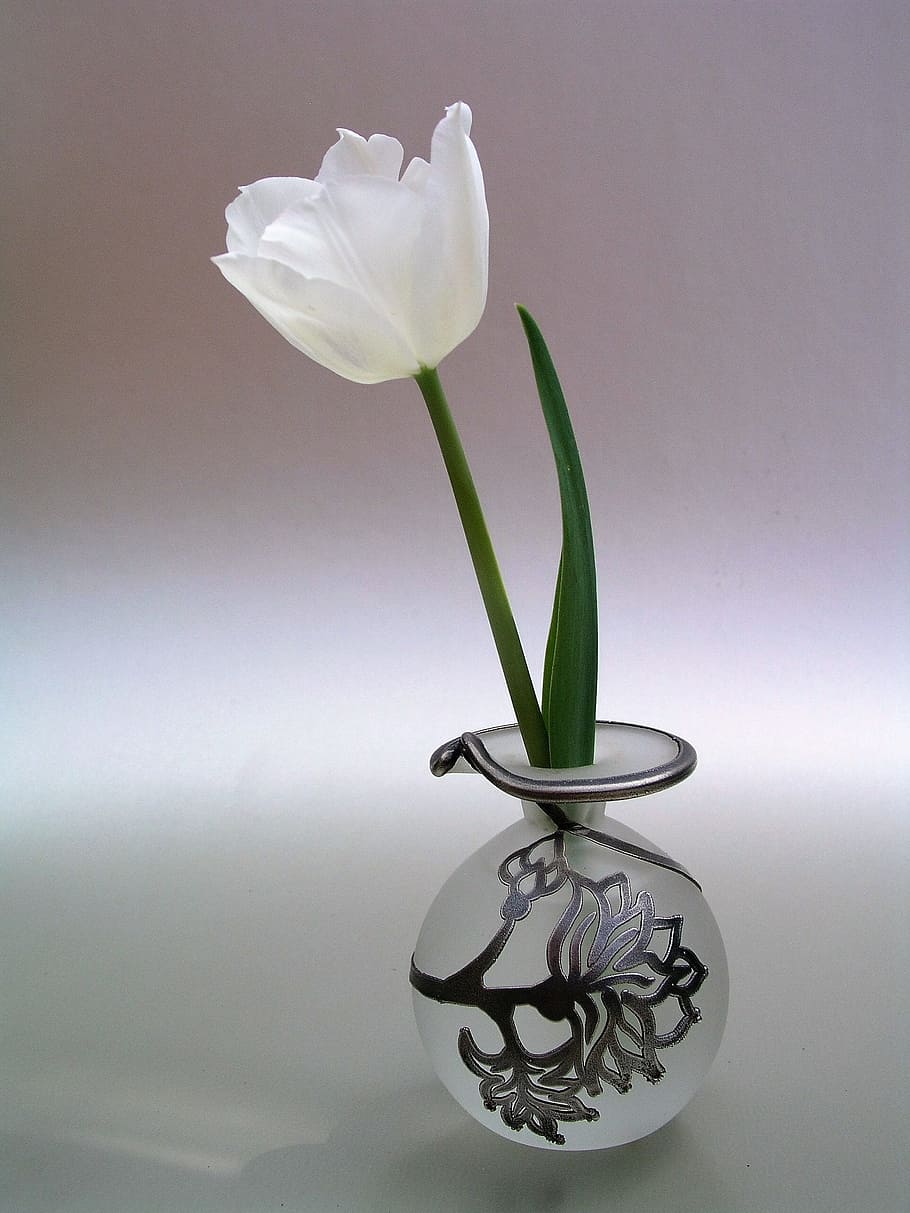 selective focus photo of white tulip flower in clear glass vase, HD wallpaper