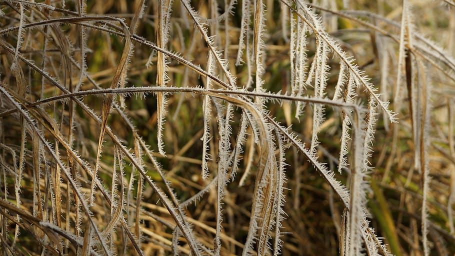 icicle, grass, white, winter, ice, snow, crystal, frost, cold HD wallpaper