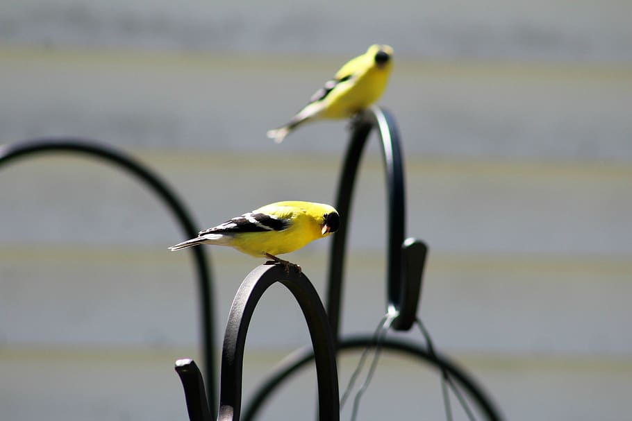 goldfinch, bird, face, yellow, funny, nature, wildlife, bird watching, HD wallpaper