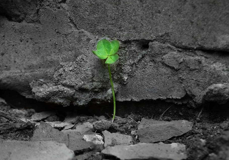 selective color photography of green leaf plant, klee, grow, nature, HD wallpaper