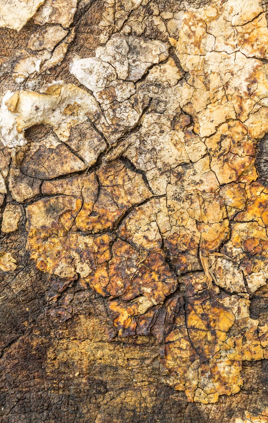 brown and beige surface, texture, wood, tree, wood texture HD wallpaper