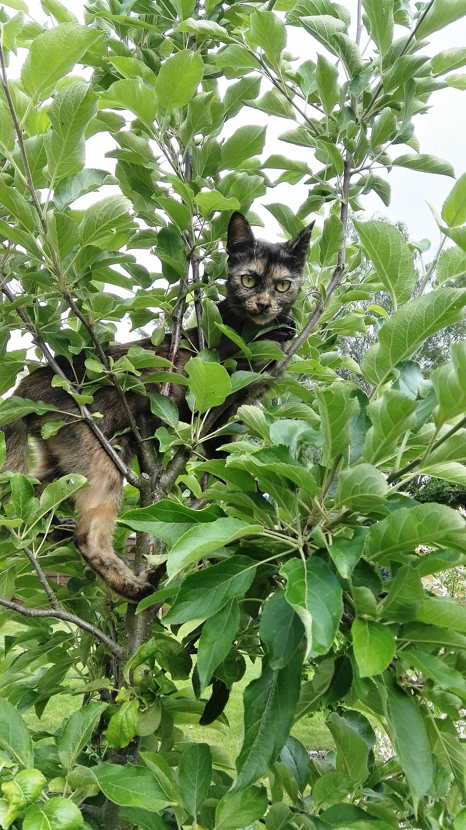 Cat, Climb, Tree, Nature, Pet, one animal, animal themes, leaf HD wallpaper