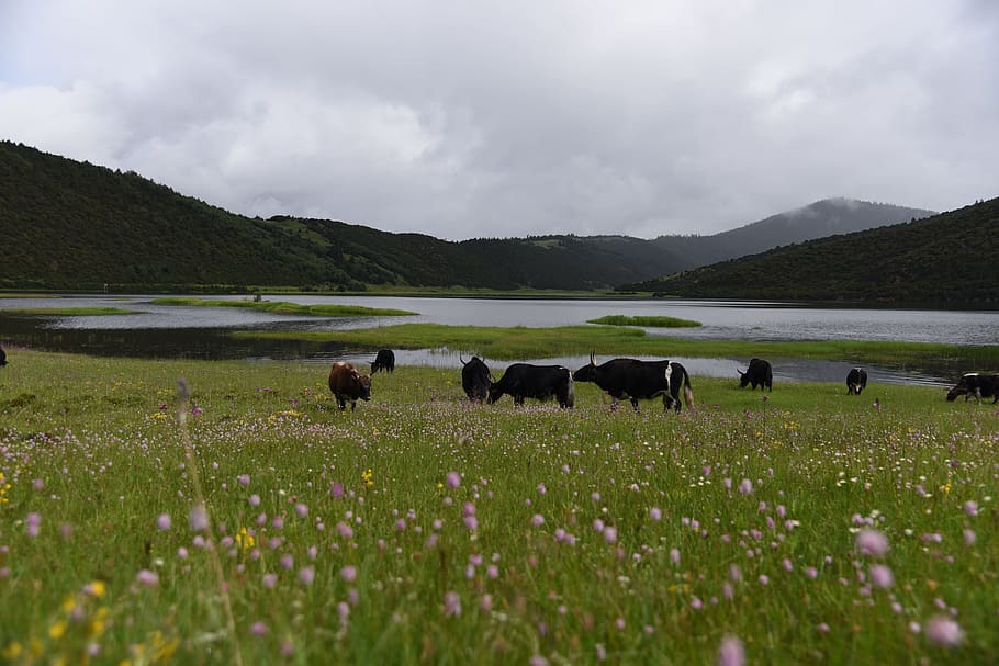 Tibet, Ecology, Drunk, Oxygen, drunk oxygen, nature, landscape HD wallpaper