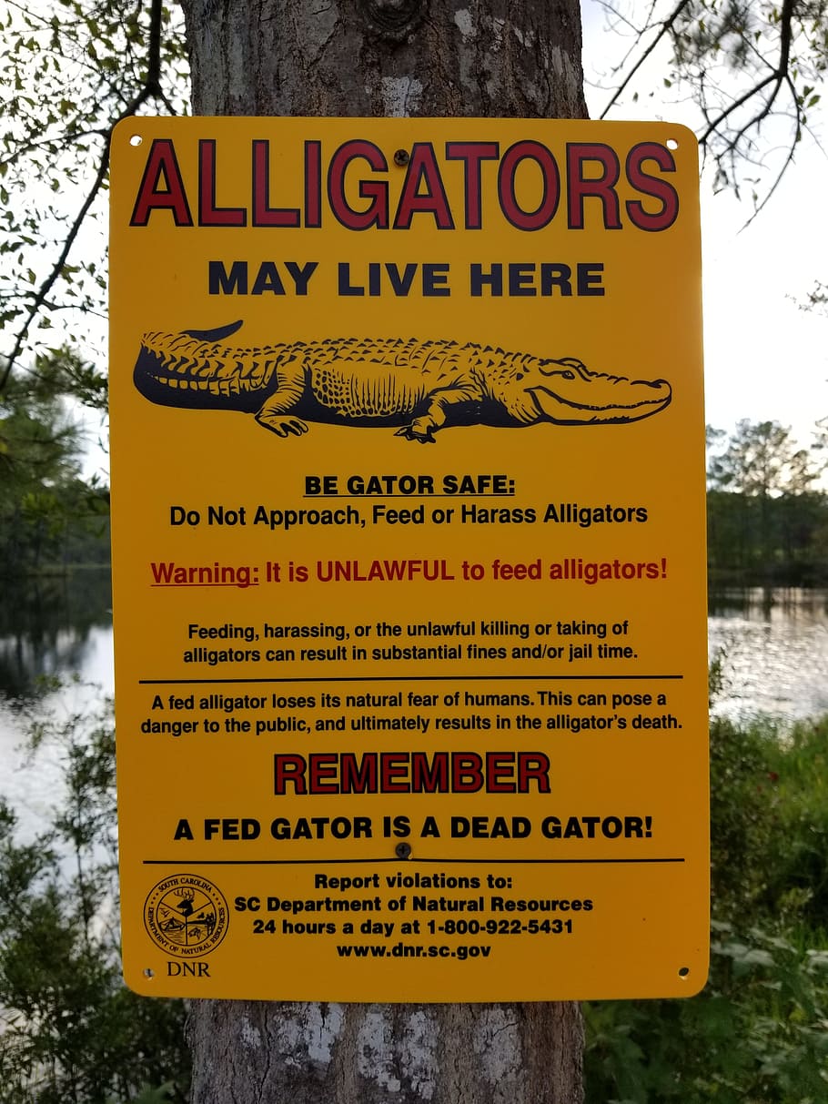alligator, sign, warning, danger, caution, nature, text, communication HD wallpaper