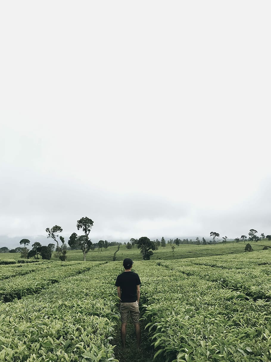 person wearing black t-shirt standing onfarm, field, meadow HD wallpaper