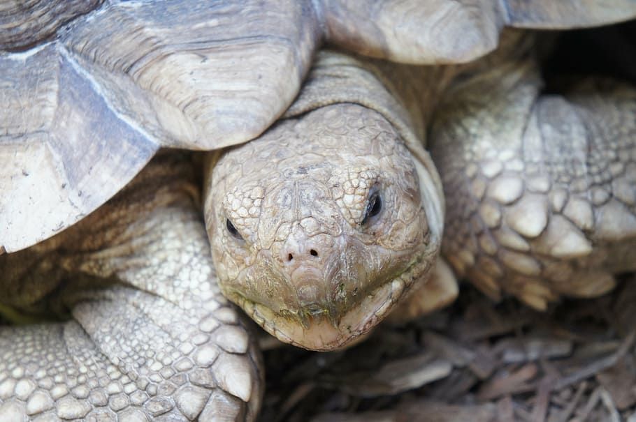 head, turtle, tortoise, shell, animal, reptile, wildlife, nature HD wallpaper