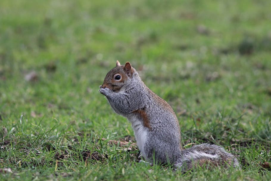 squirrel, nature, wildlife, grass, university of washington seattle HD wallpaper