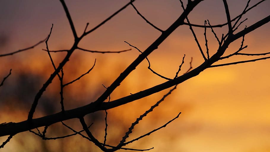 sunset, branch, orange, tree, sunrise, silhouette, fall, landscape HD wallpaper