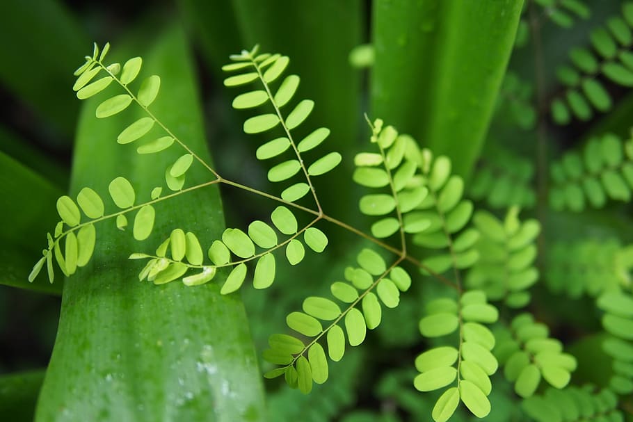 leaf, nature, rain, forest, glass, tree, green, rain forest HD wallpaper
