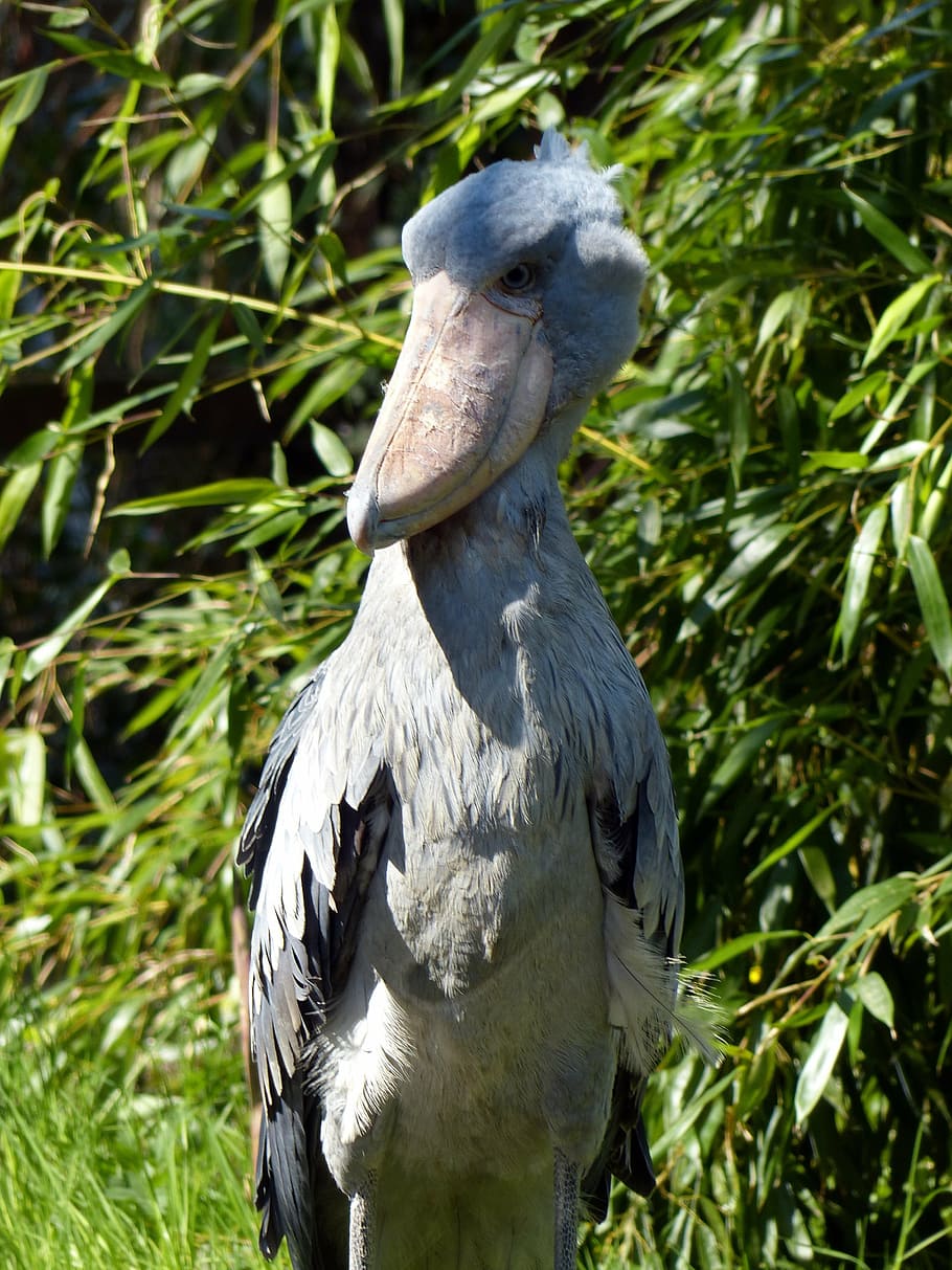 shoebill, bird, big bird, feather, animal, plumage, wildlife photography, HD wallpaper